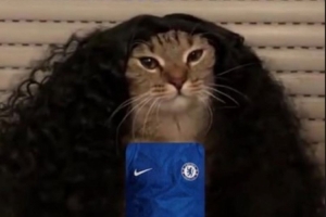 神似??為庫庫雷利亞慶生，恩佐社媒曬貓咪cos庫庫照片