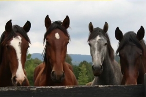 與掘金新隊(duì)友約基奇有沒有溝通過？瓦蘭：有 我們聊了馬！